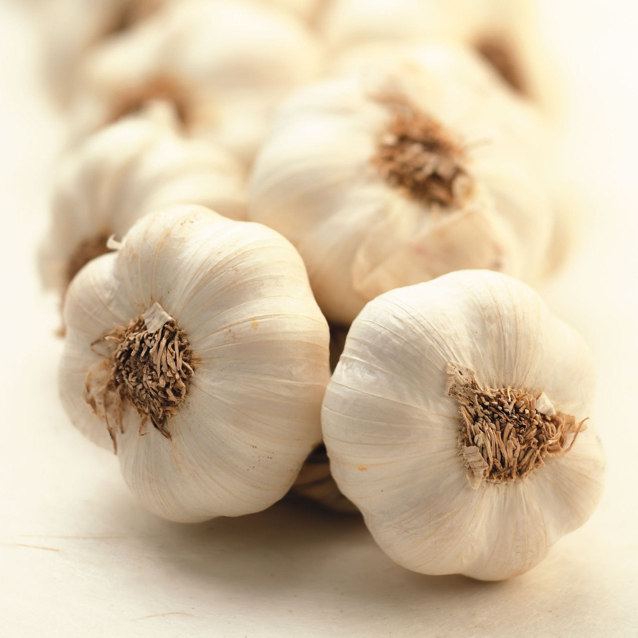 Garlic (IRISH!) x 1